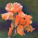 Peach Iris