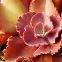 Kalanchoe