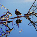 Duck Reflecting - Sprague Lake